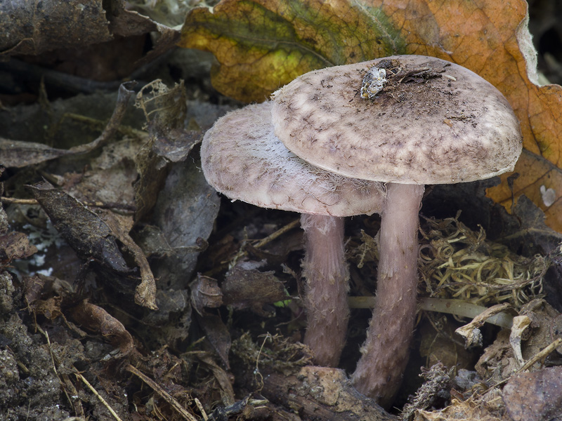 Lepiota fuscovinacea